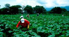 sector-de-agricultura-el-pais-hn