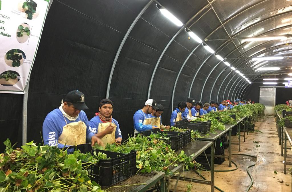 10 mil permisos de trabajo más en el horizonte