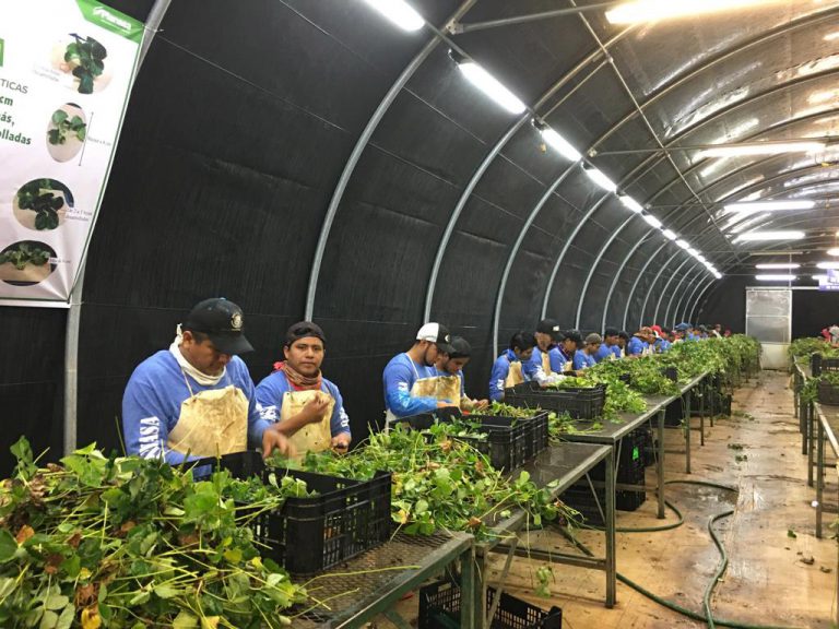 10 mil permisos de trabajo más en el horizonte