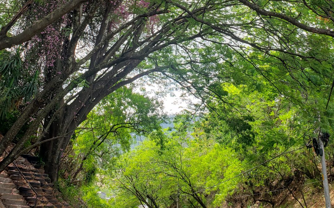 La Vida Silvestre: Fuente potencial de Empleos Verdes