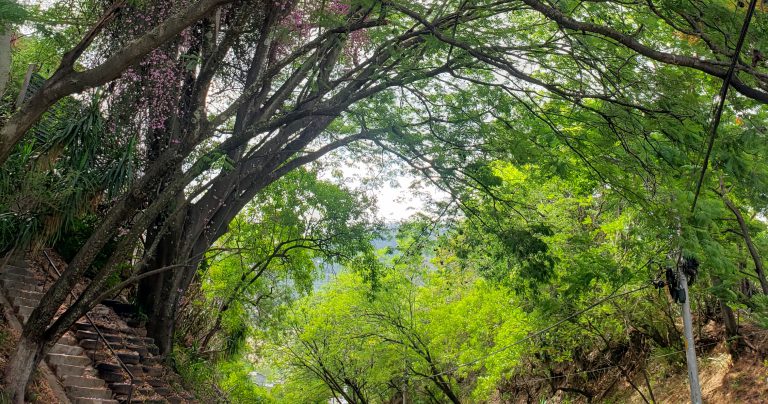 La Vida Silvestre: Fuente potencial de Empleos Verdes