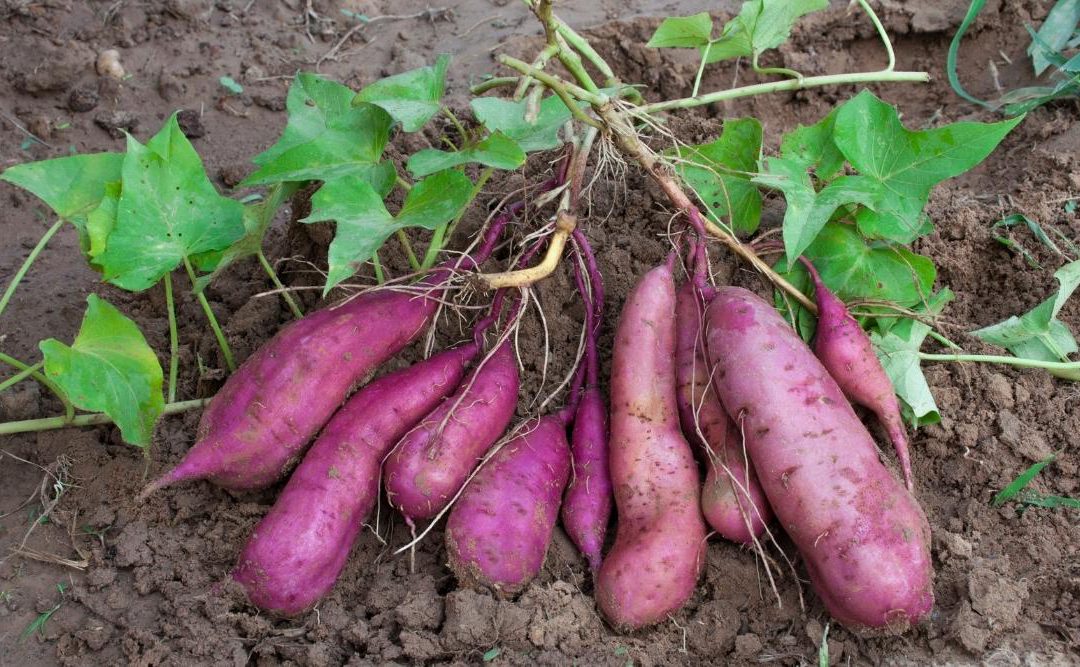 Cultivos Orgánicos: un futuro que promete