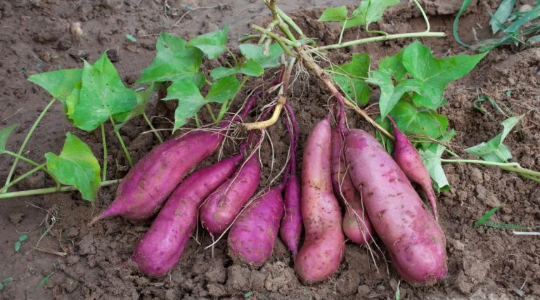 Cultivos Orgánicos: un futuro que promete