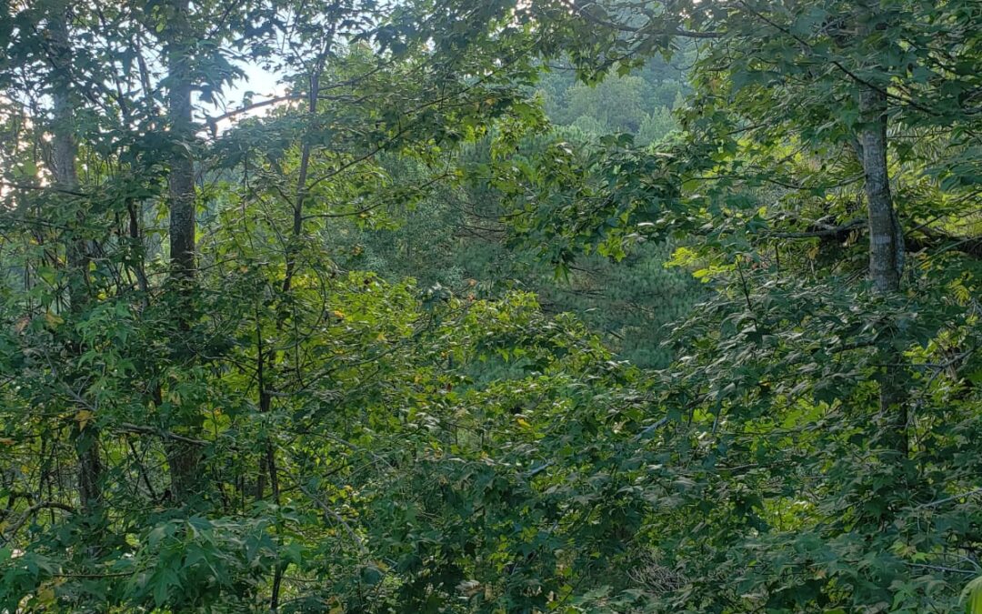 Presentan estrategia para crear empleos verdes